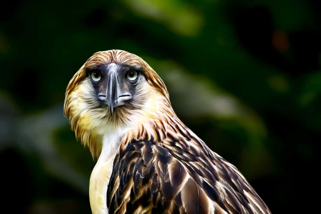 Majestic_ Philippine_ Eagle_ Portrait Wallpaper