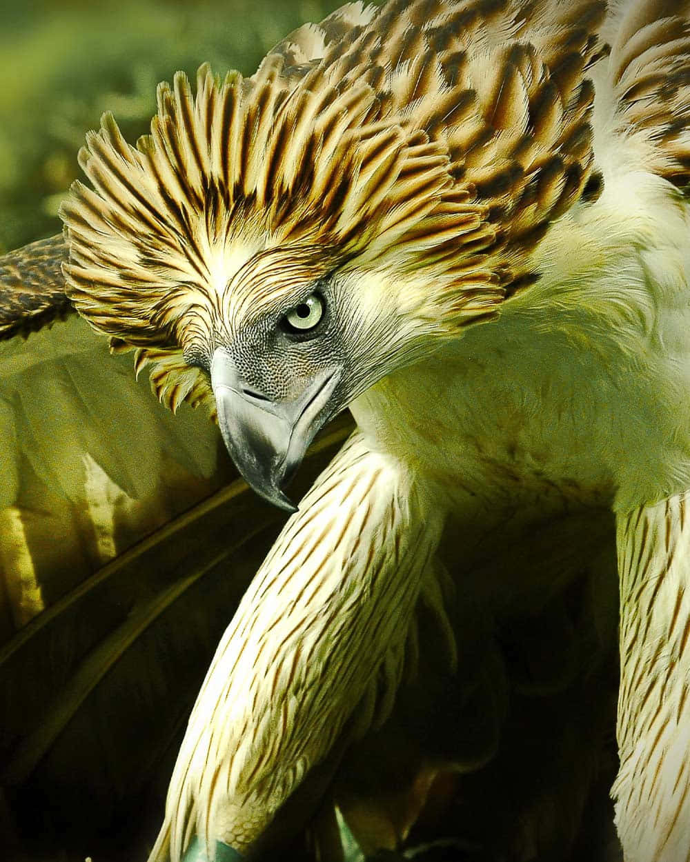 Majestic_ Philippine_ Eagle_ Portrait Wallpaper