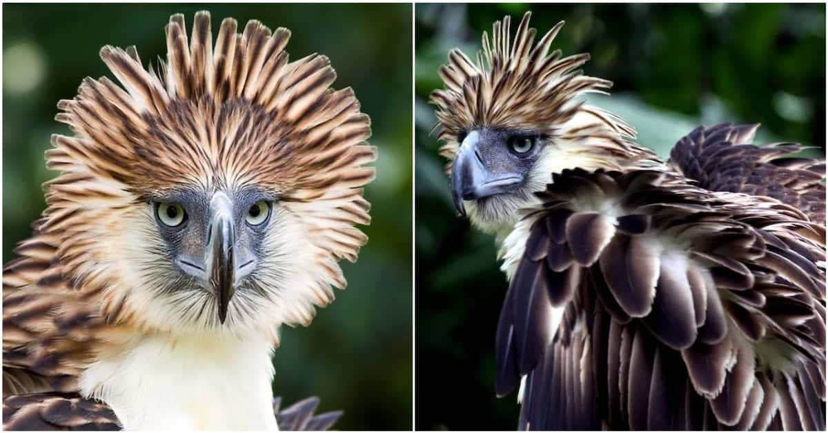 Majestic_ Philippine_ Eagle_ Portraits Wallpaper