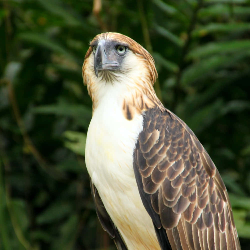 Majestic_ Philippine_ Eagle_ Profile Wallpaper