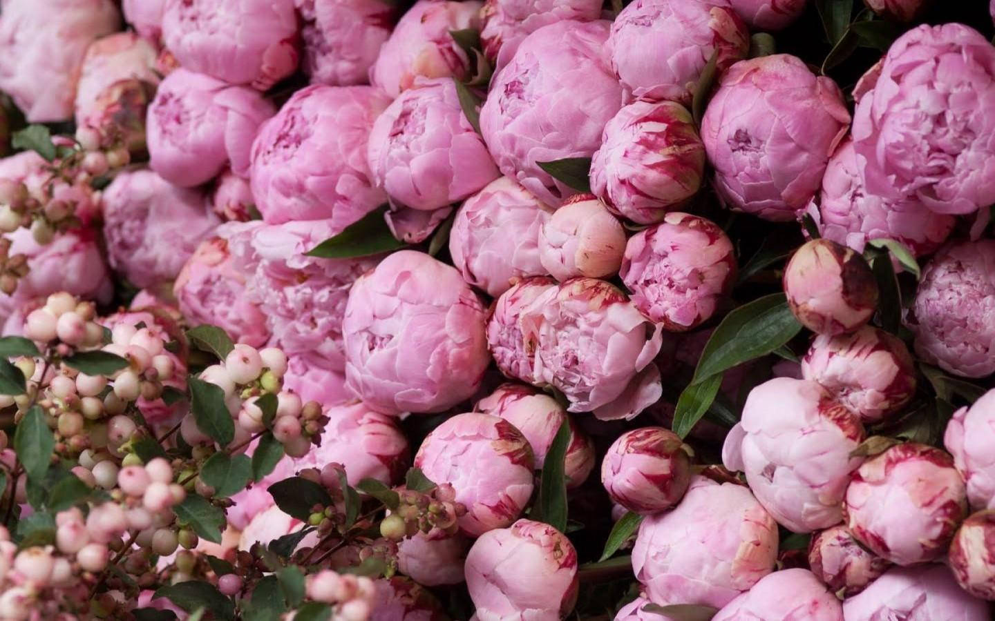 Majestic Pink Peony Blooms Wallpaper