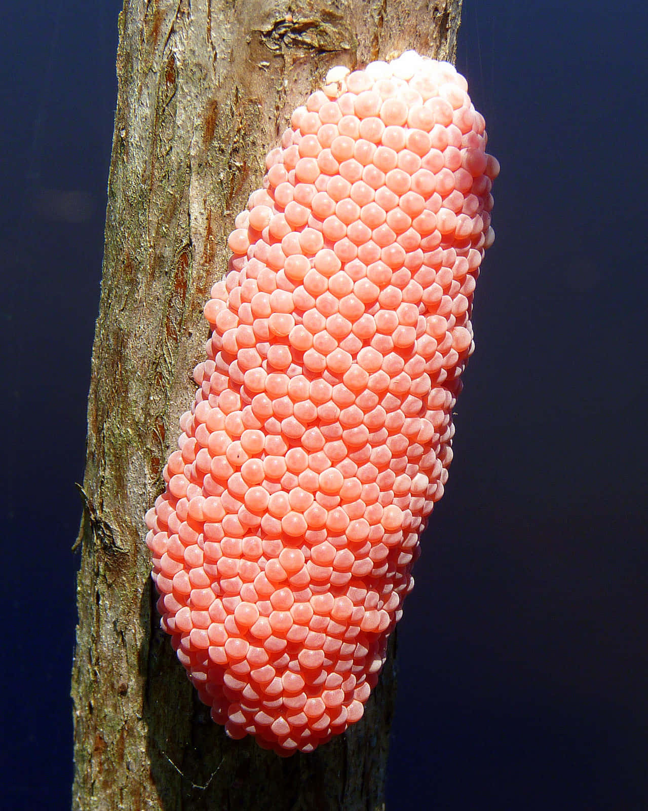 Majestic Pink Snail On A Forest Adventure Wallpaper