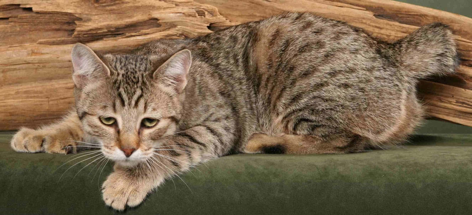 Majestic Pixie-bob Cat Posing On A Tree Branch Wallpaper