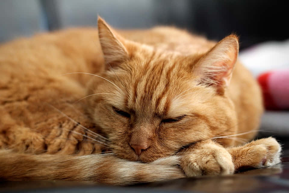 Majestic Red Cat Lounging On A Blanket Wallpaper