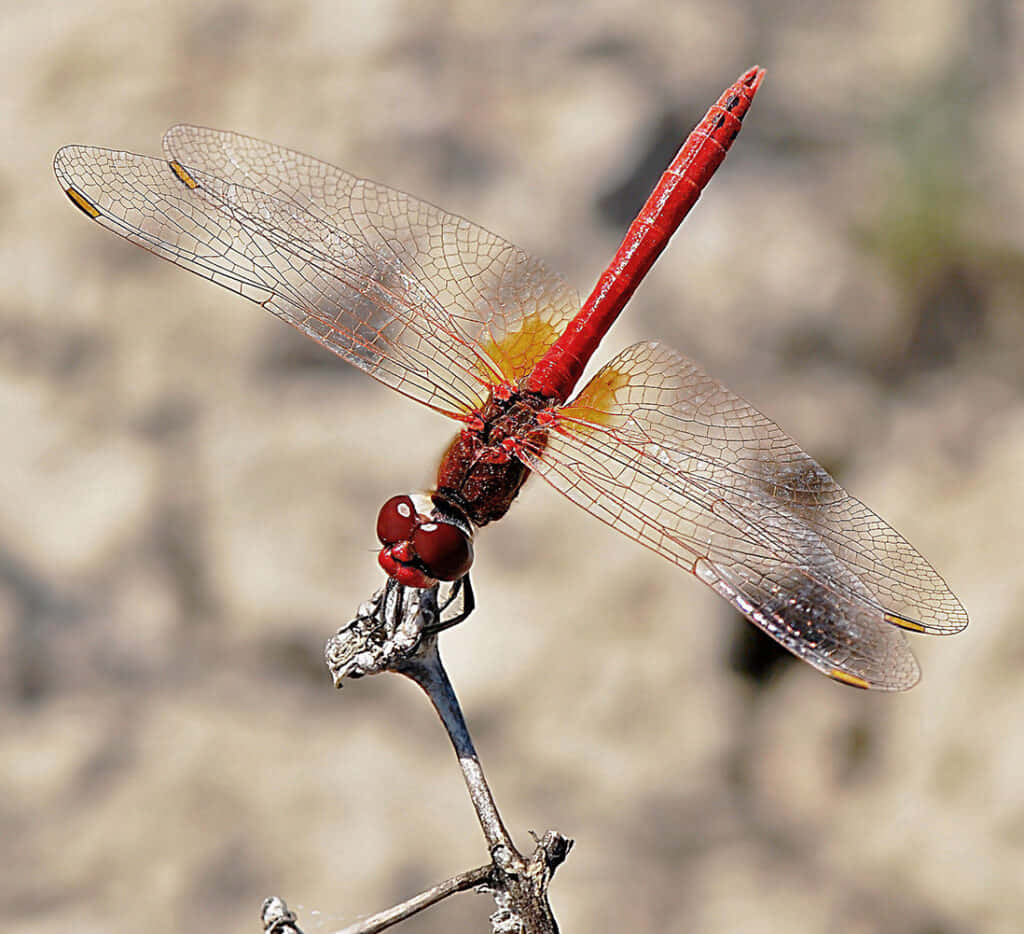 Majestic Red Dragonfly Perched On A Branch Wallpaper