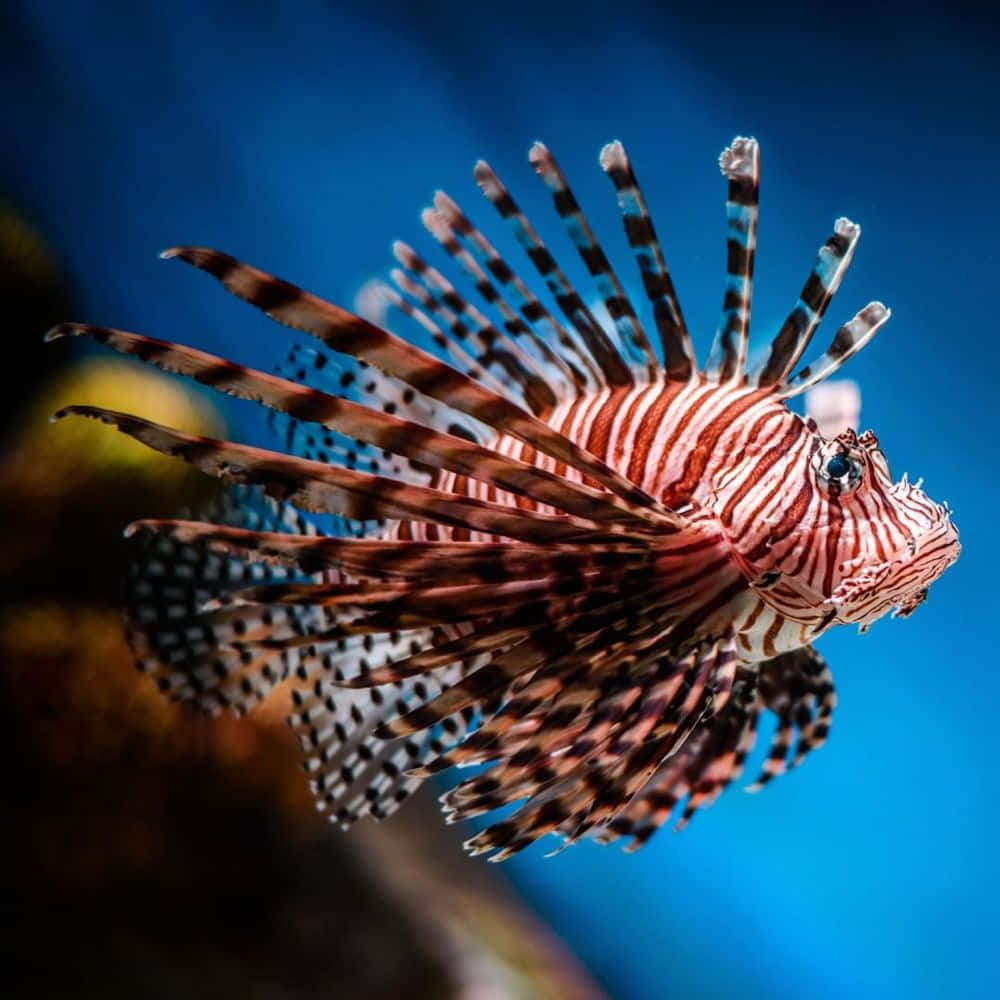 Majestic Red Lionfish Underwater Wallpaper