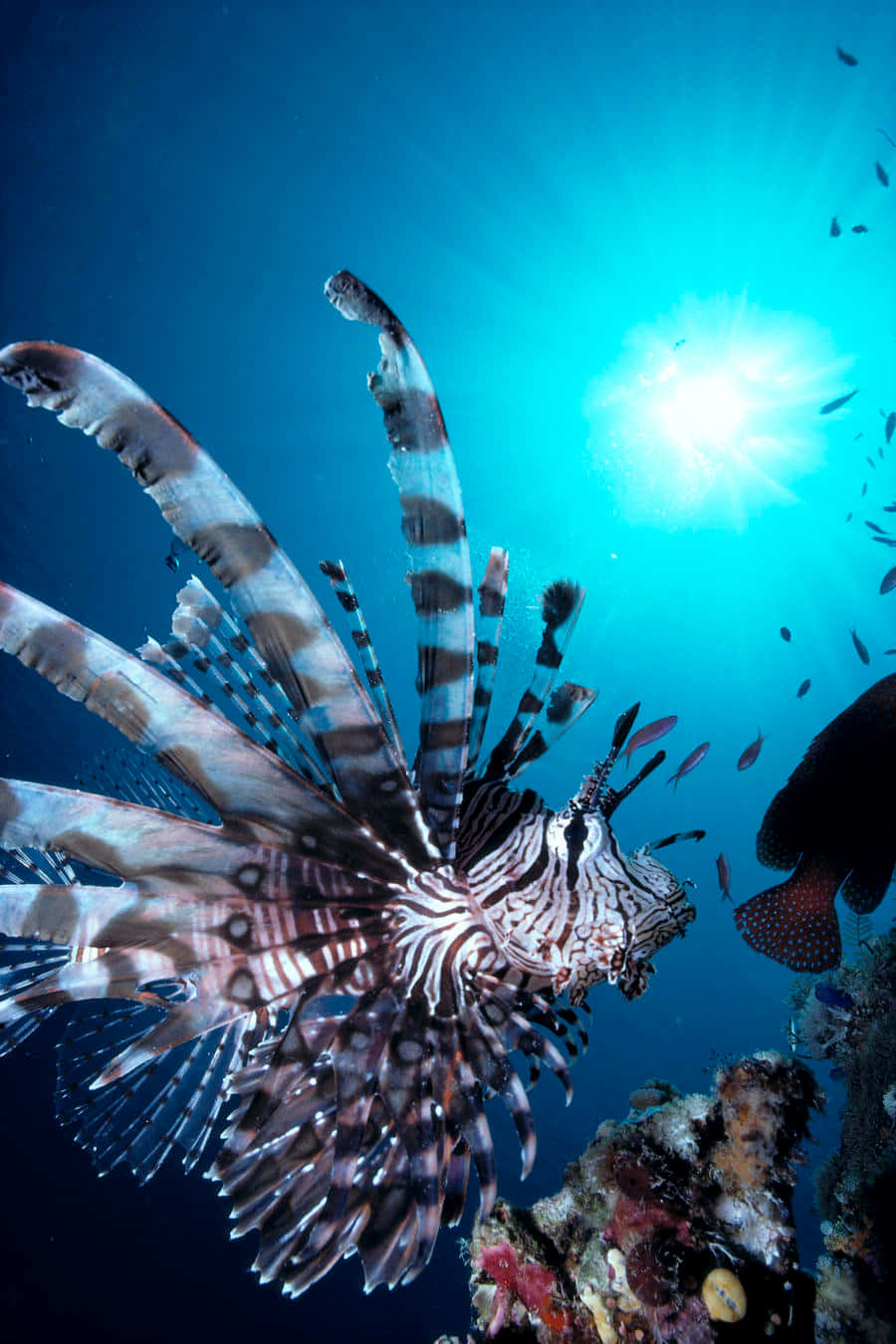 Majestic_ Red_ Lionfish_ Underwater Wallpaper