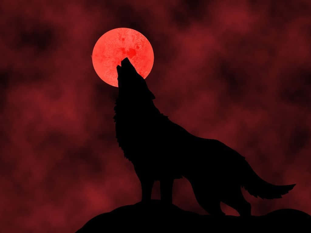 Majestic Red Wolf In The Wild Wallpaper