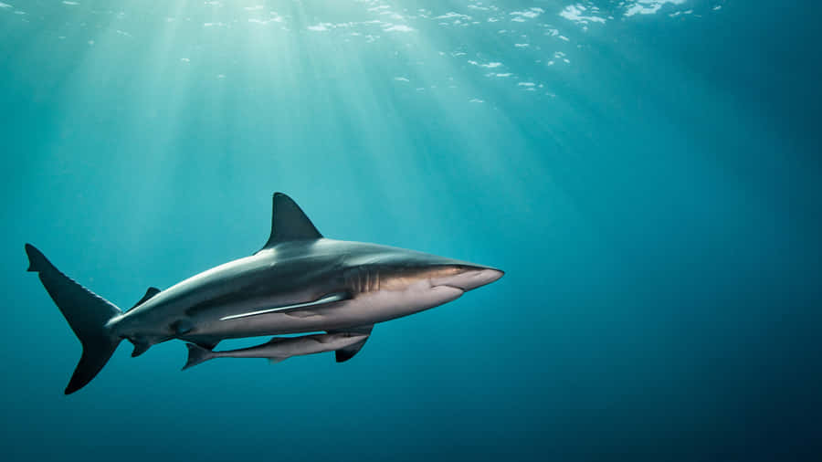 Majestic_ Reef_ Shark_ Underwater Wallpaper