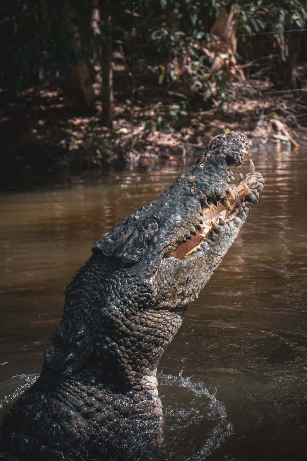 Majestic_ River_ Crocodile Wallpaper