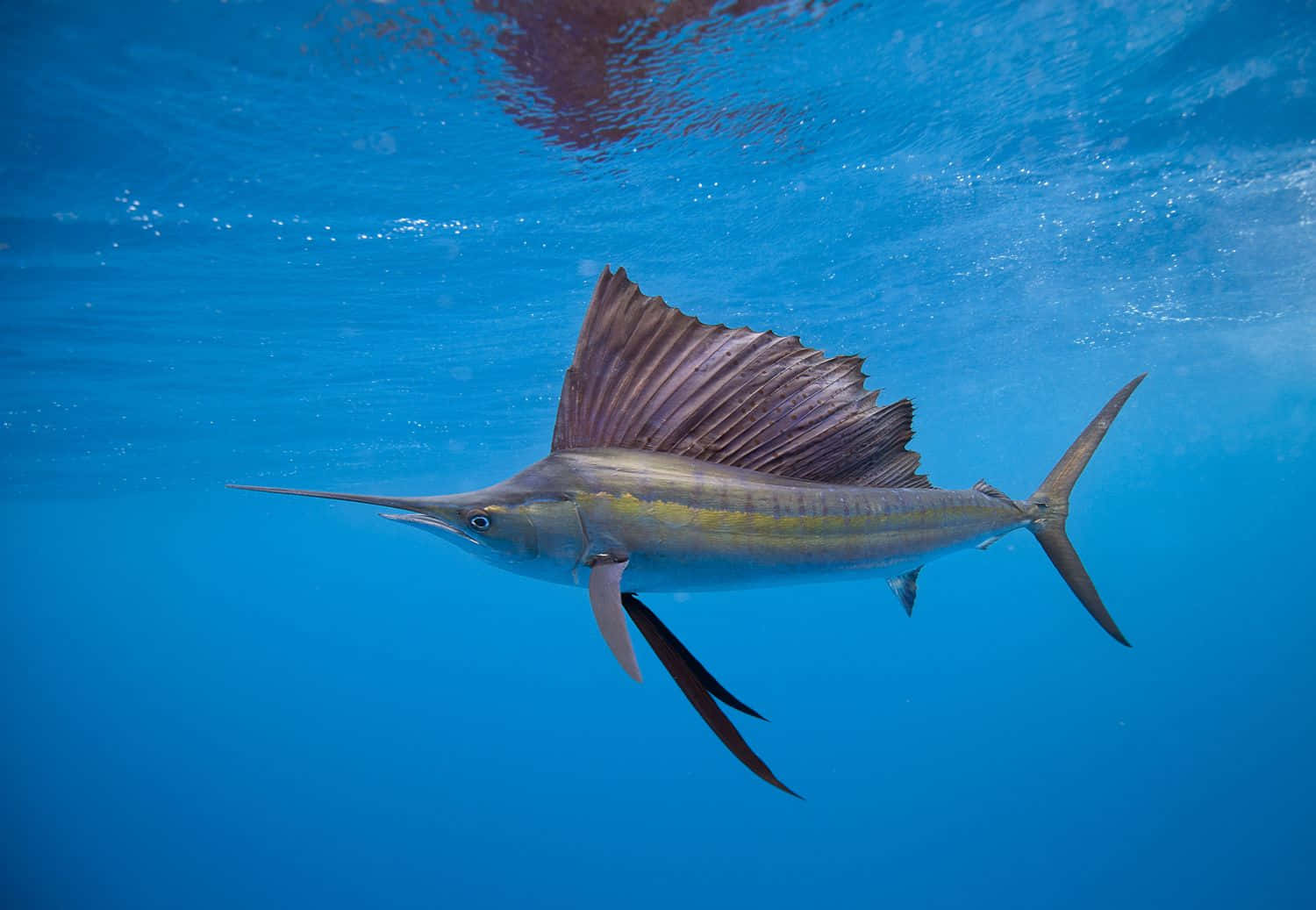 Majestic Sailfish Jumps Above Crystal Clear Water Surface Wallpaper