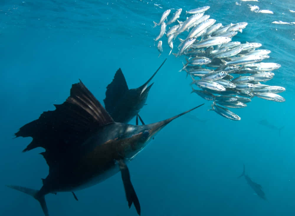 Majestic Sailfish Leaping In Ocean Waves Wallpaper