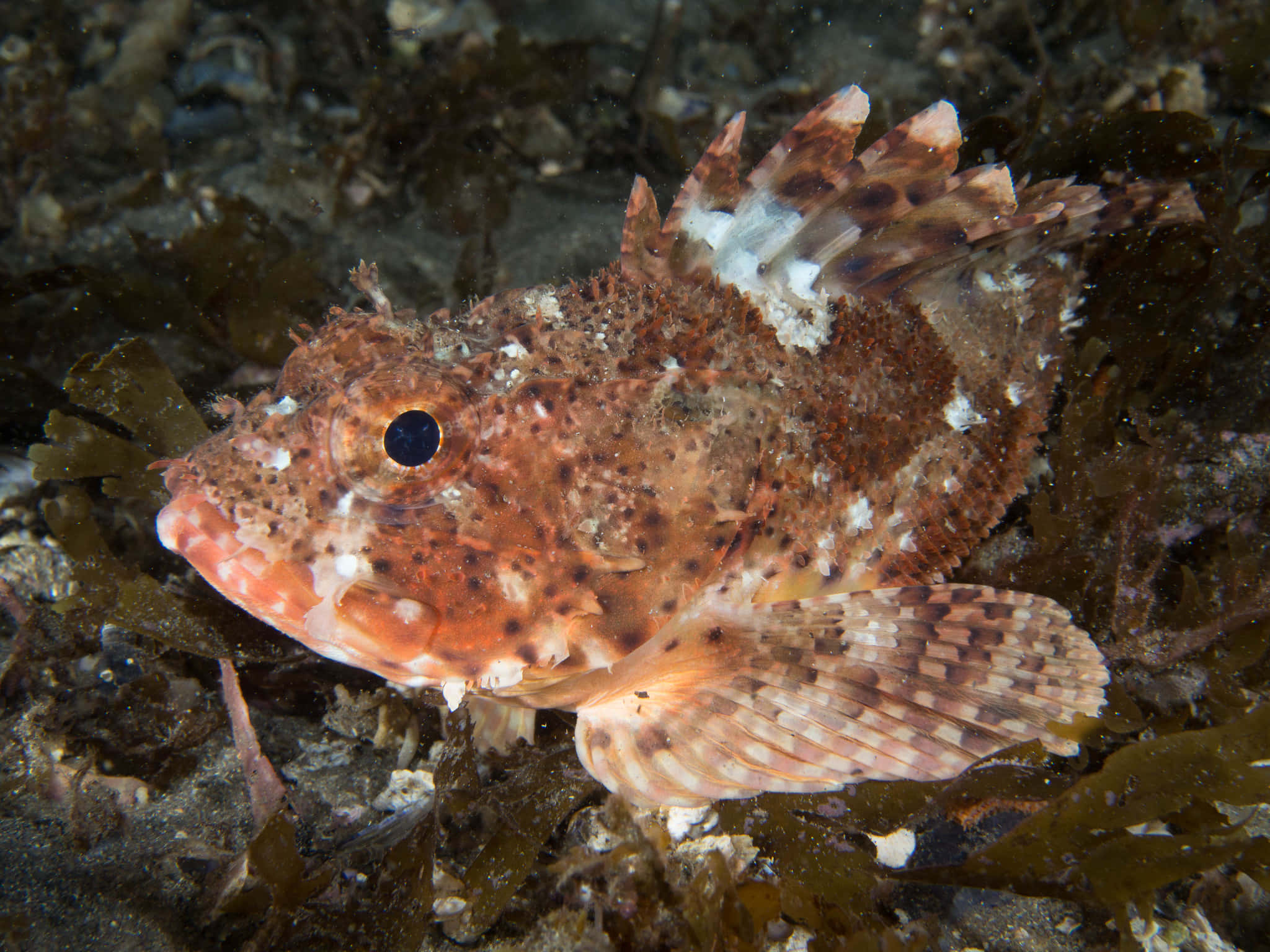 Majestic Scorpionfish Lurking In Deep Ocean Waters Wallpaper