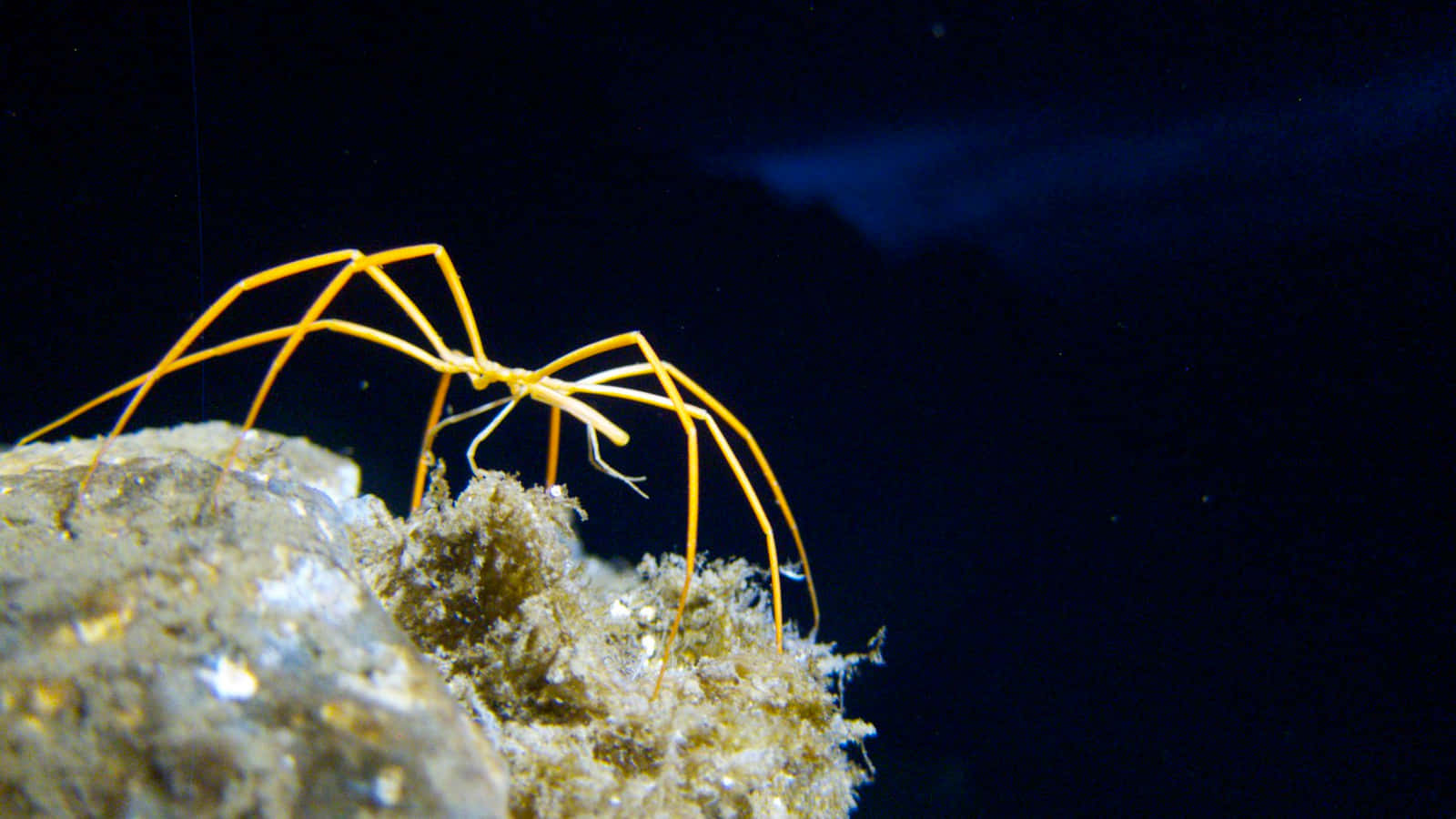 Majestic Sea Spider In Its Natural Underwater Habitat Wallpaper