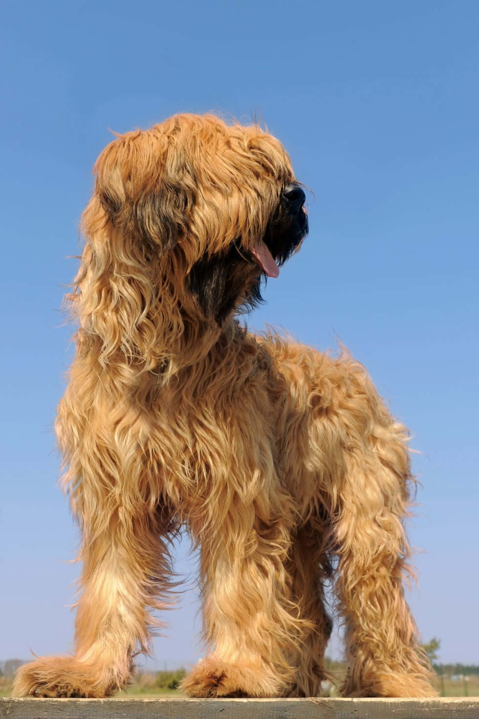 Majestic Shaggy Dog Blue Sky Wallpaper