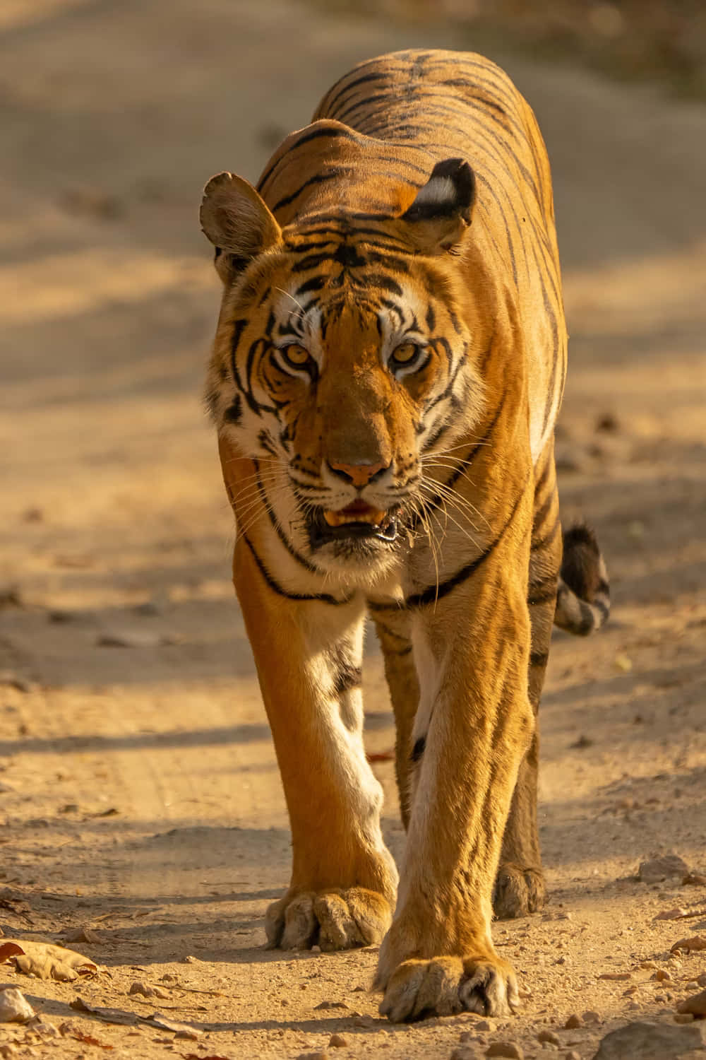 Majestic Siberian Tiger Prowl.jpg Wallpaper