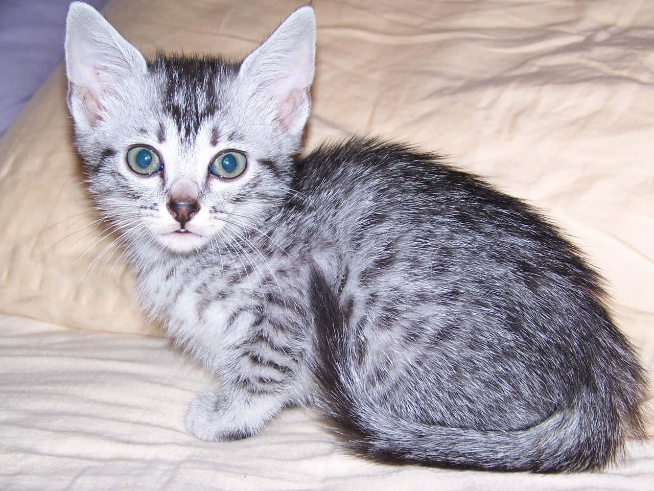 Majestic Silver Egyptian Mau Cat Wallpaper