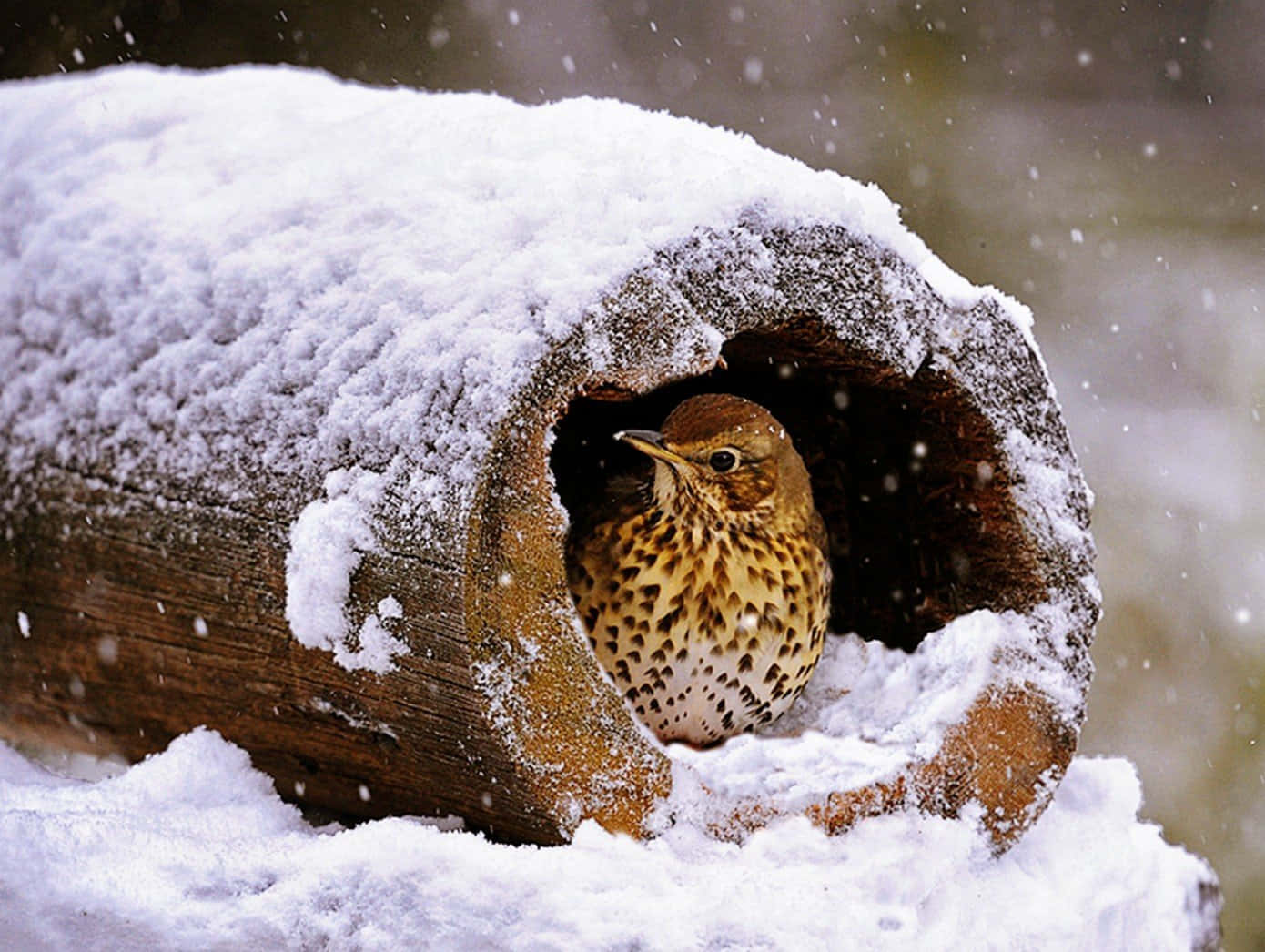 Majestic Snow Bird Perched On A Branch Wallpaper