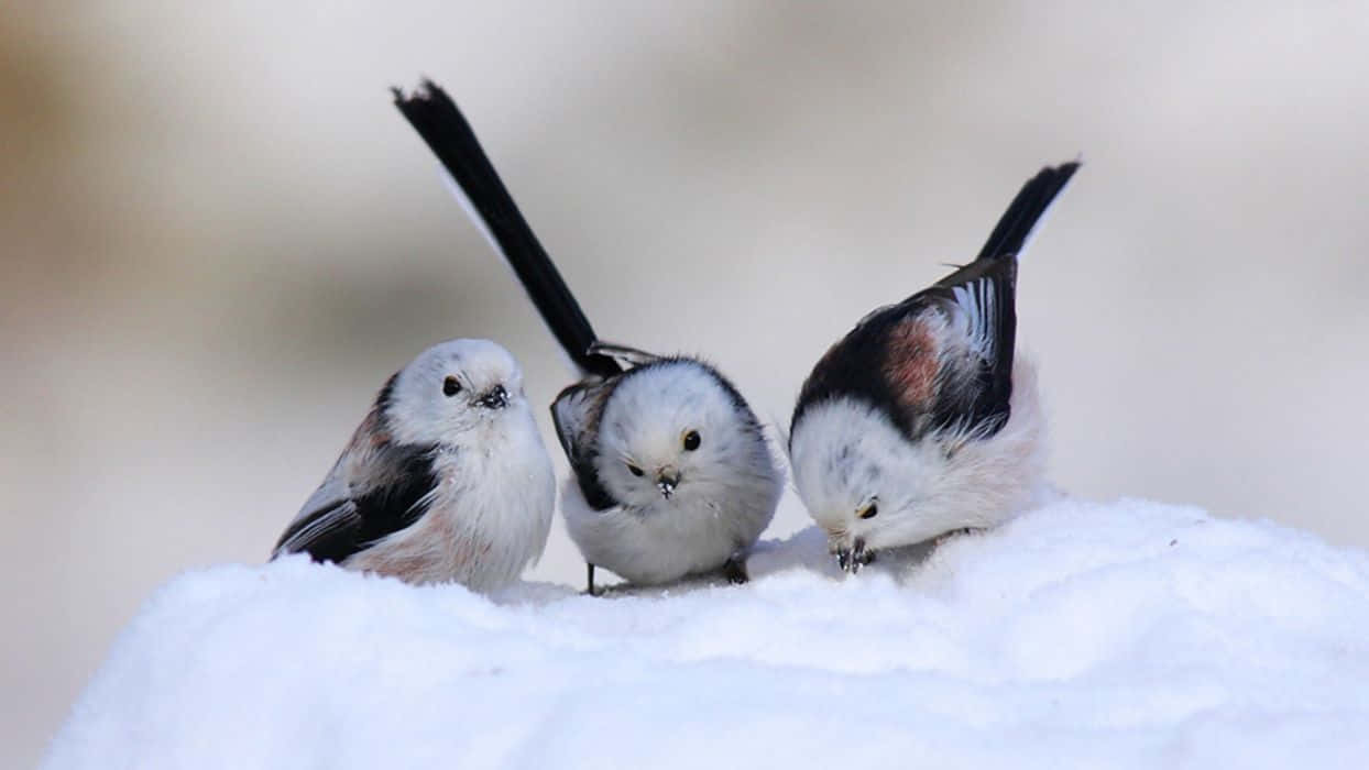 Majestic Snow Bird Perched On A Branch During Winter Wallpaper