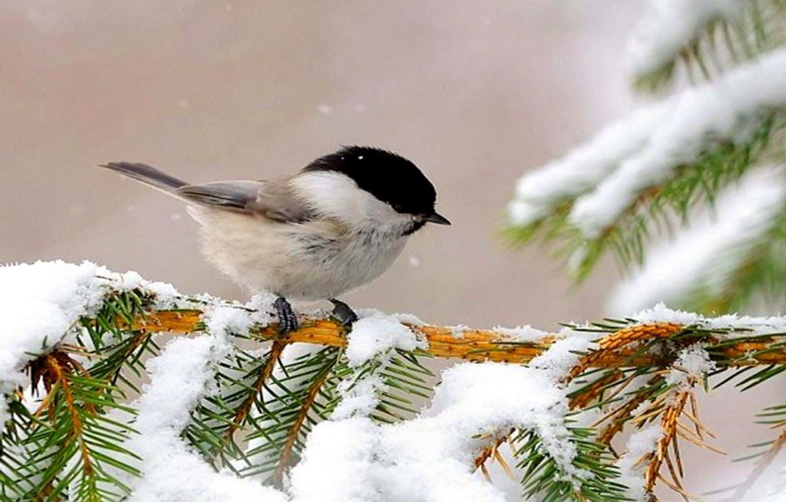 Majestic Snow Bird Perched On A Branch Wallpaper