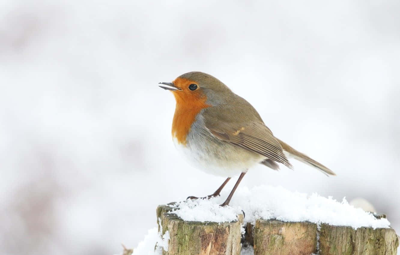 Majestic Snow Bird Perched On A Snowy Branch Wallpaper