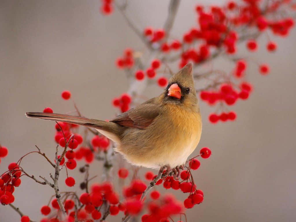 Majestic Snow Bird Perched On A Snowy Branch Wallpaper