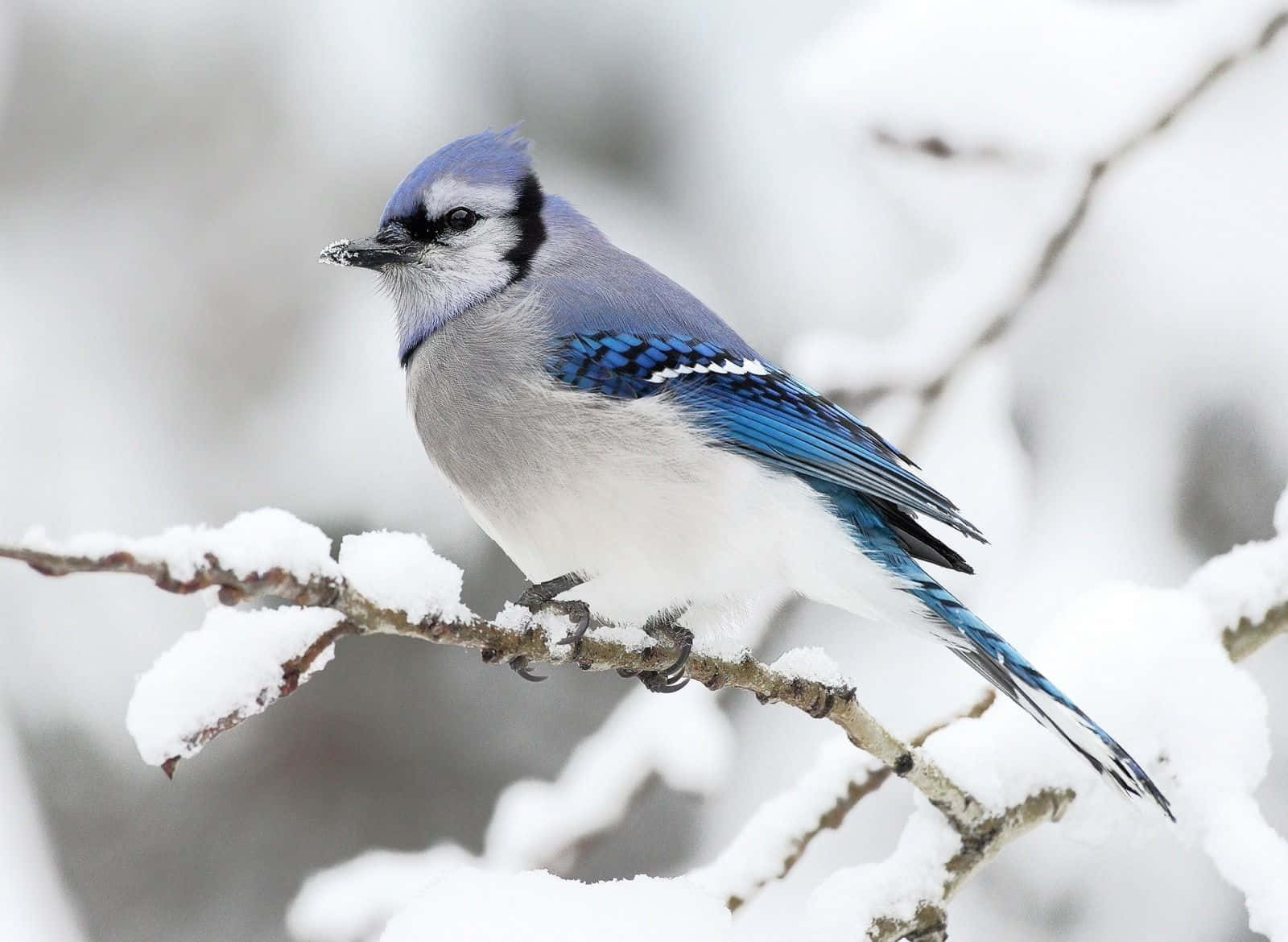 Majestic Snow Bird Perched On Leafless Branch Wallpaper