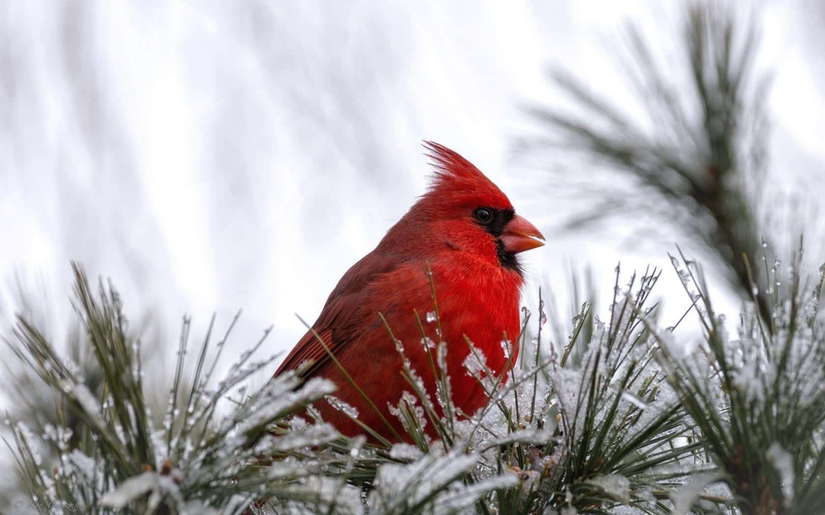 Majestic Snow Bird Perching On A Branch Wallpaper