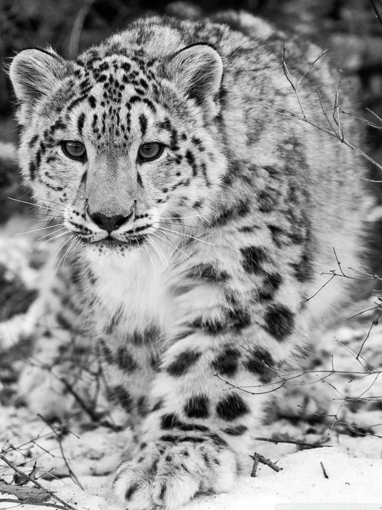 Majestic Snow Leopard At Home In The Mountains Wallpaper