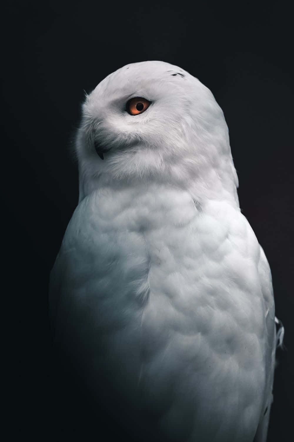 Majestic Snowy Owl Perched In Nature Wallpaper