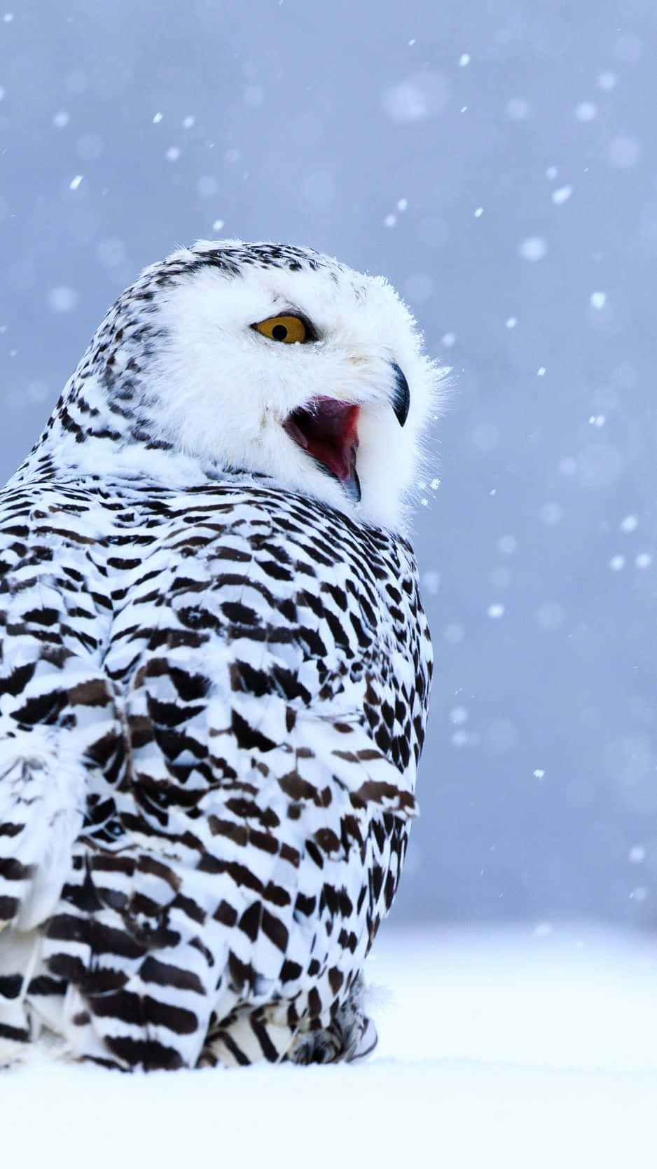 Majestic Snowy Owl Perched In Nature Wallpaper