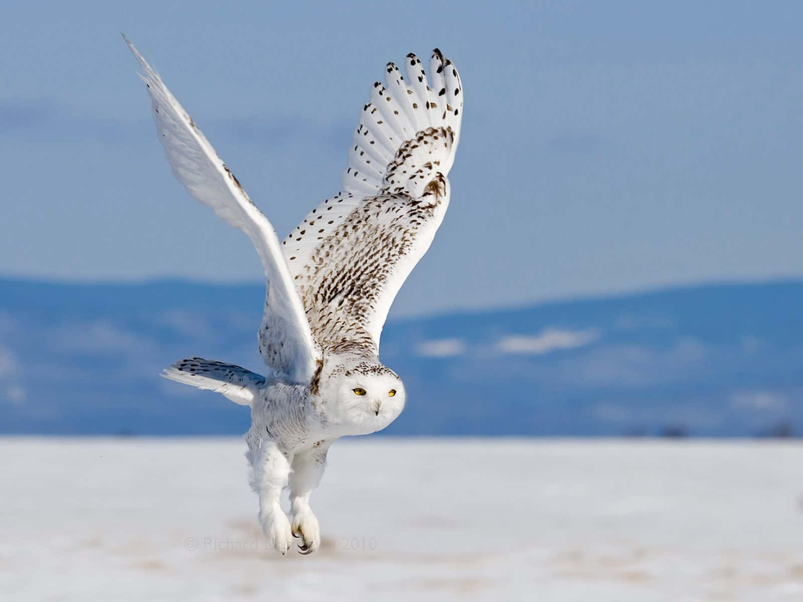 Majestic Snowy Owl Perched In Snow Wallpaper