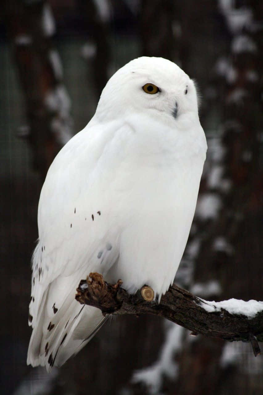 Majestic Snowy Owl Perched In Winter Wonderland Wallpaper