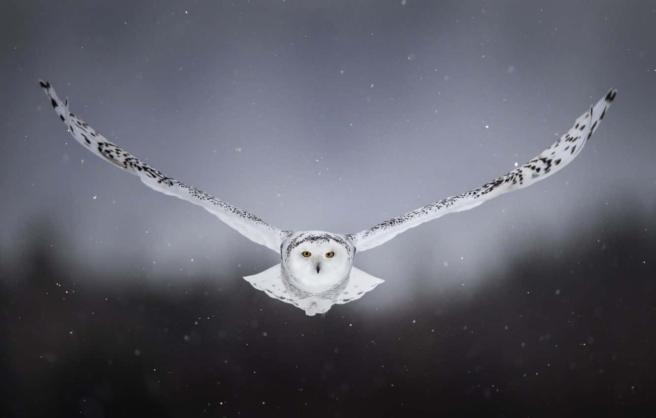 Majestic Snowy Owl Perched On A Branch Wallpaper