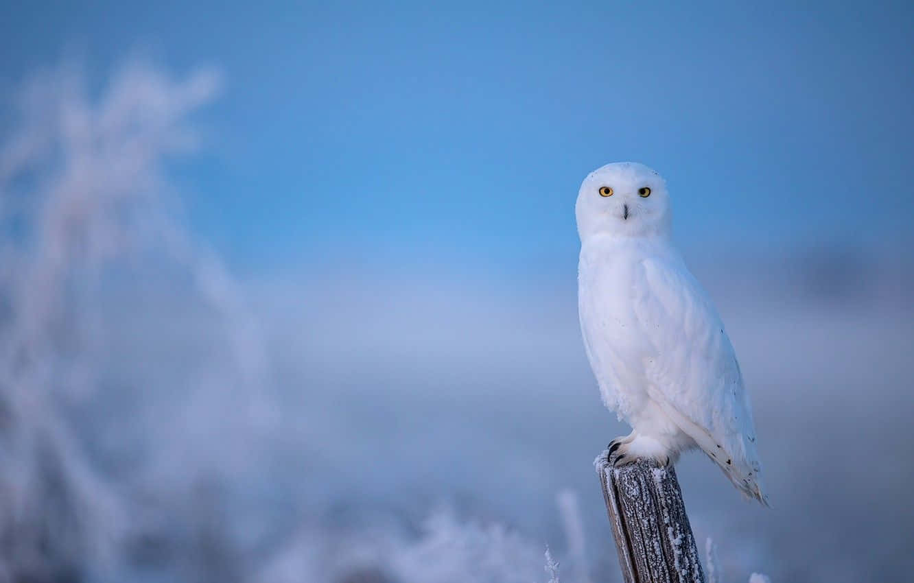 Majestic Snowy Owl Perched On A Branch Wallpaper