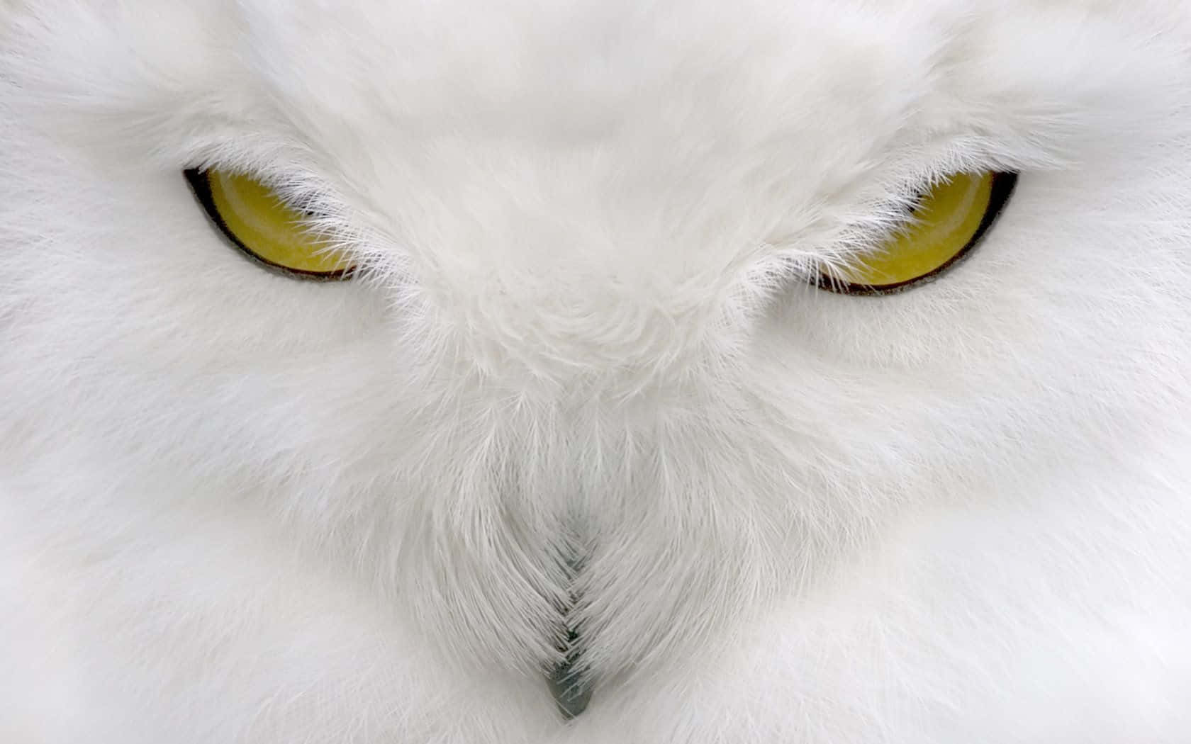 Majestic Snowy Owl Perched On A Branch Wallpaper