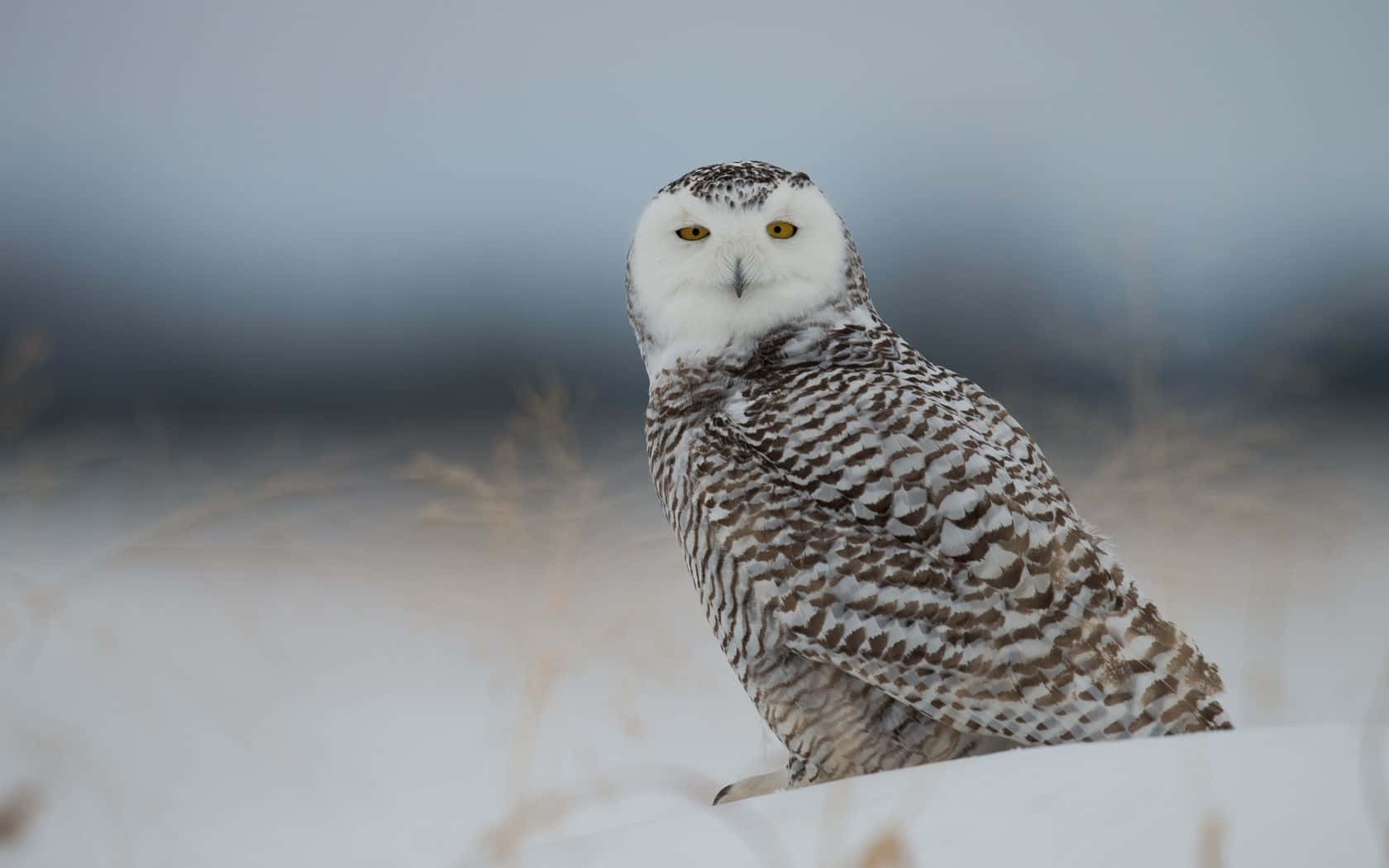 Majestic Snowy Owl Perched On A Branch Wallpaper