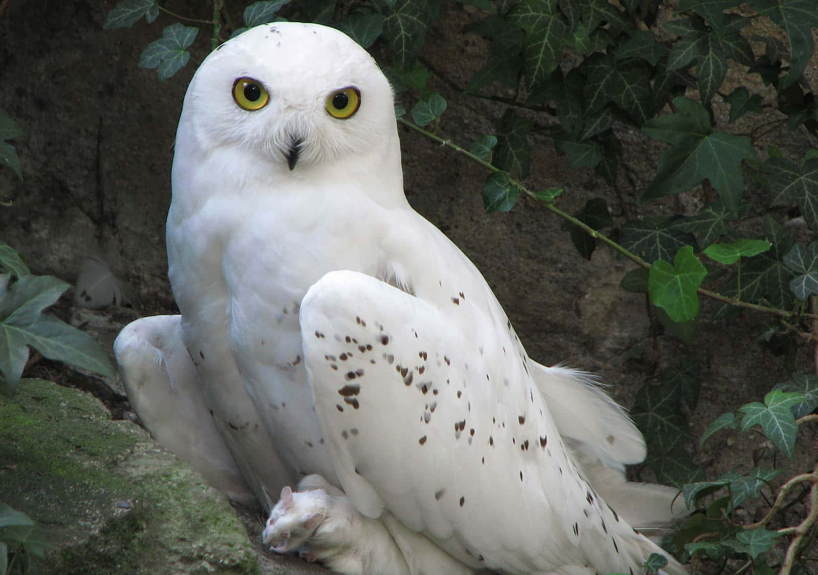 Majestic Snowy Owl Perched On A Branch Wallpaper