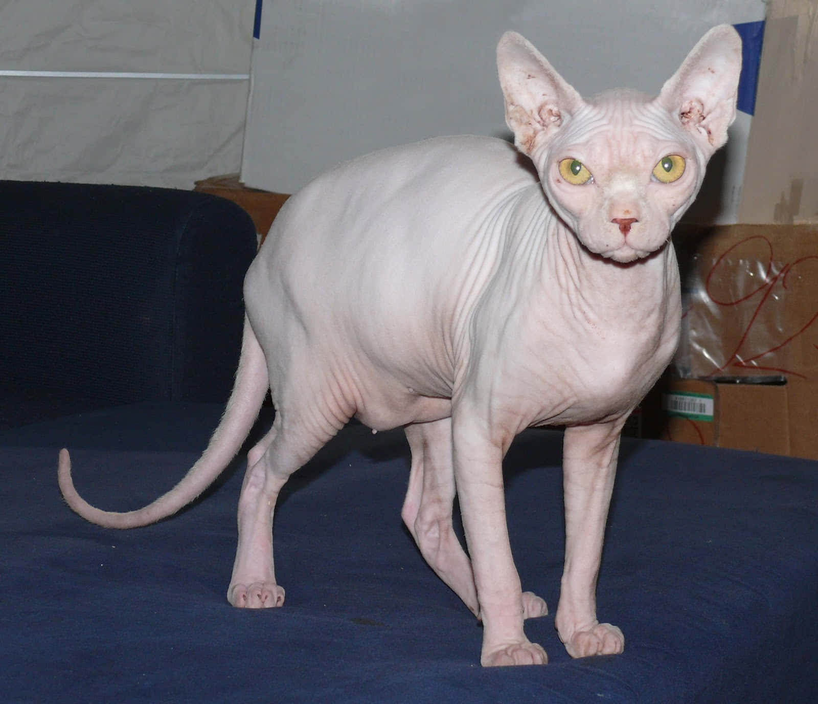 Majestic Sphynx Cat Posing Against A Vibrant Backdrop Wallpaper