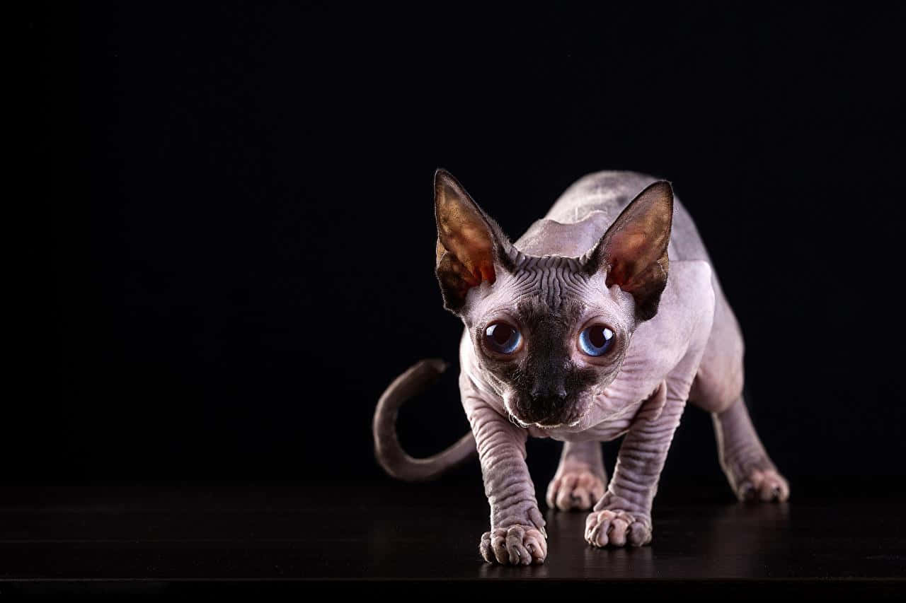 Majestic Sphynx Cat Posing Elegantly Wallpaper