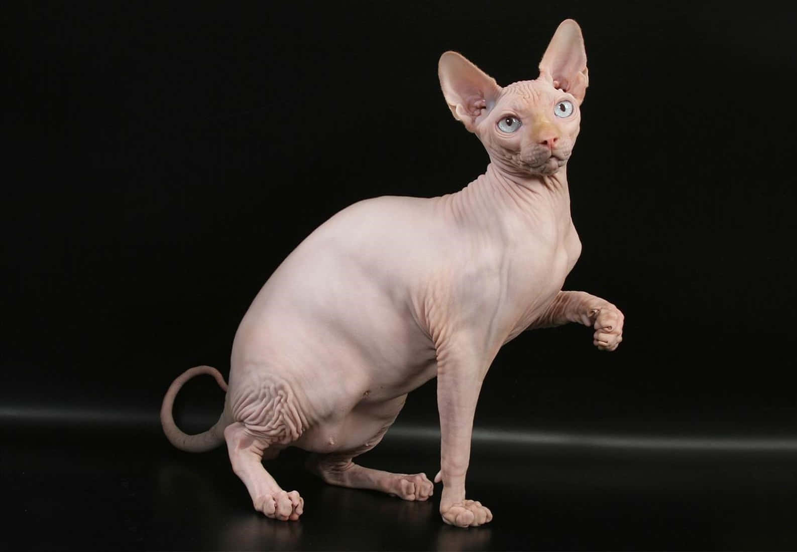 Majestic Sphynx Cat Posing For The Camera Wallpaper