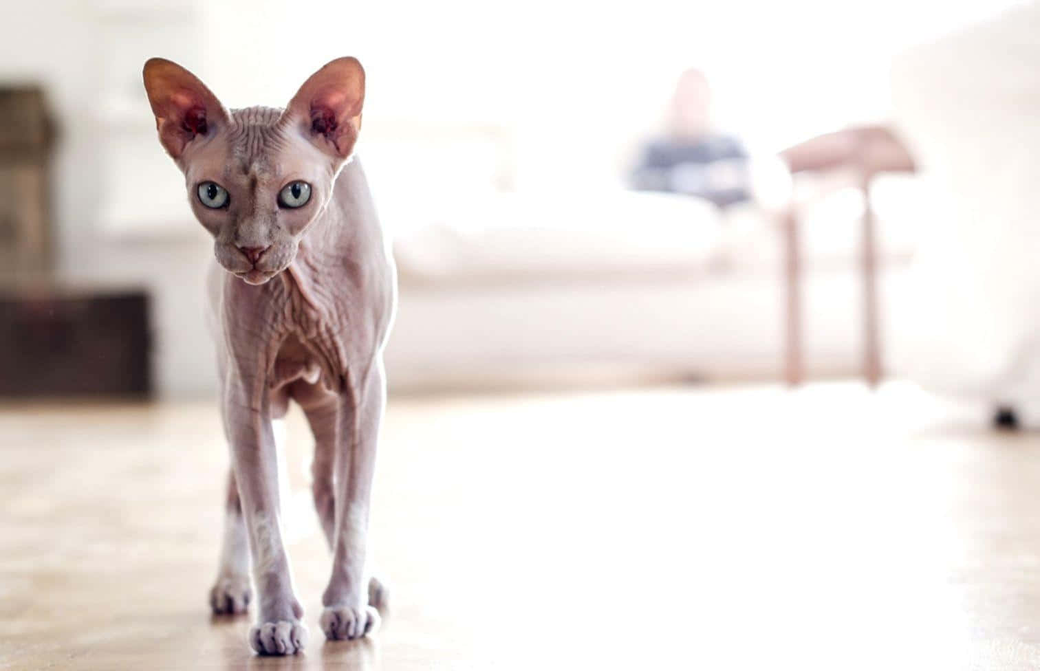 Majestic Sphynx Cat Posing For The Camera Wallpaper