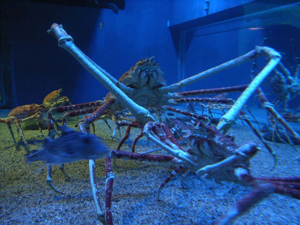 Majestic Spider Crab In Its Natural Habitat Wallpaper