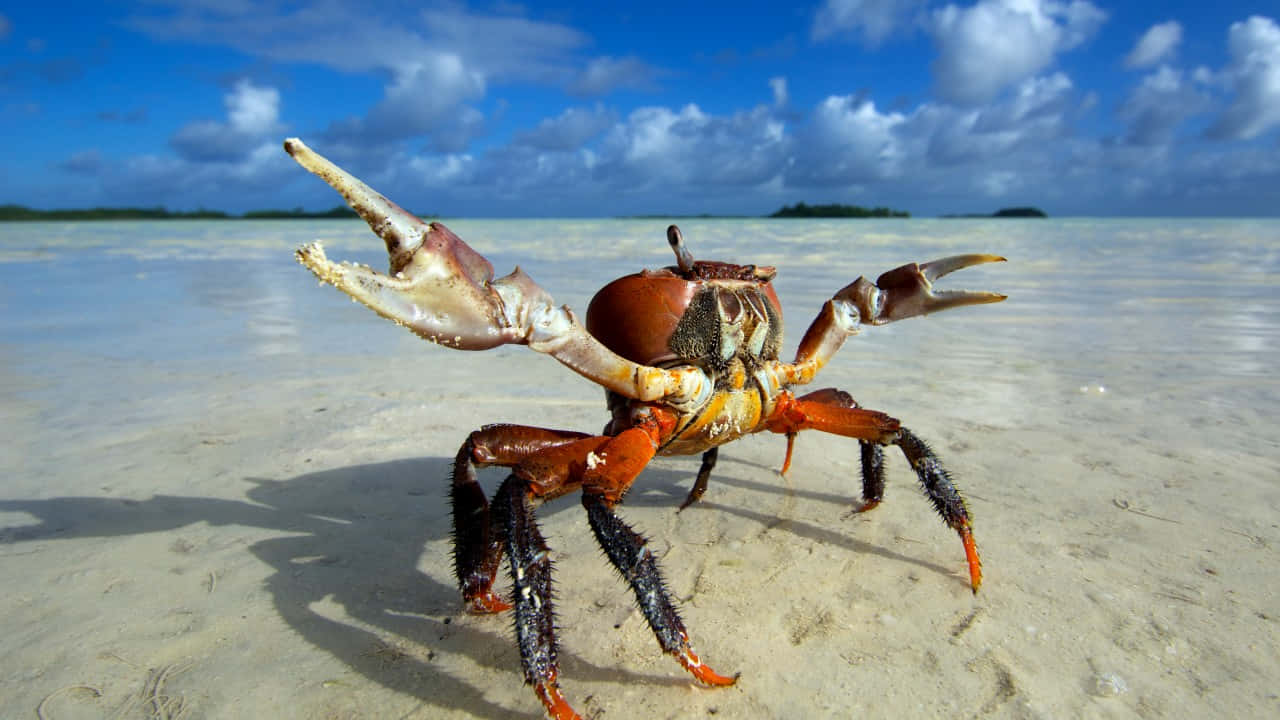 Majestic_ Spider_ Crab_ On_ Shoreline Wallpaper