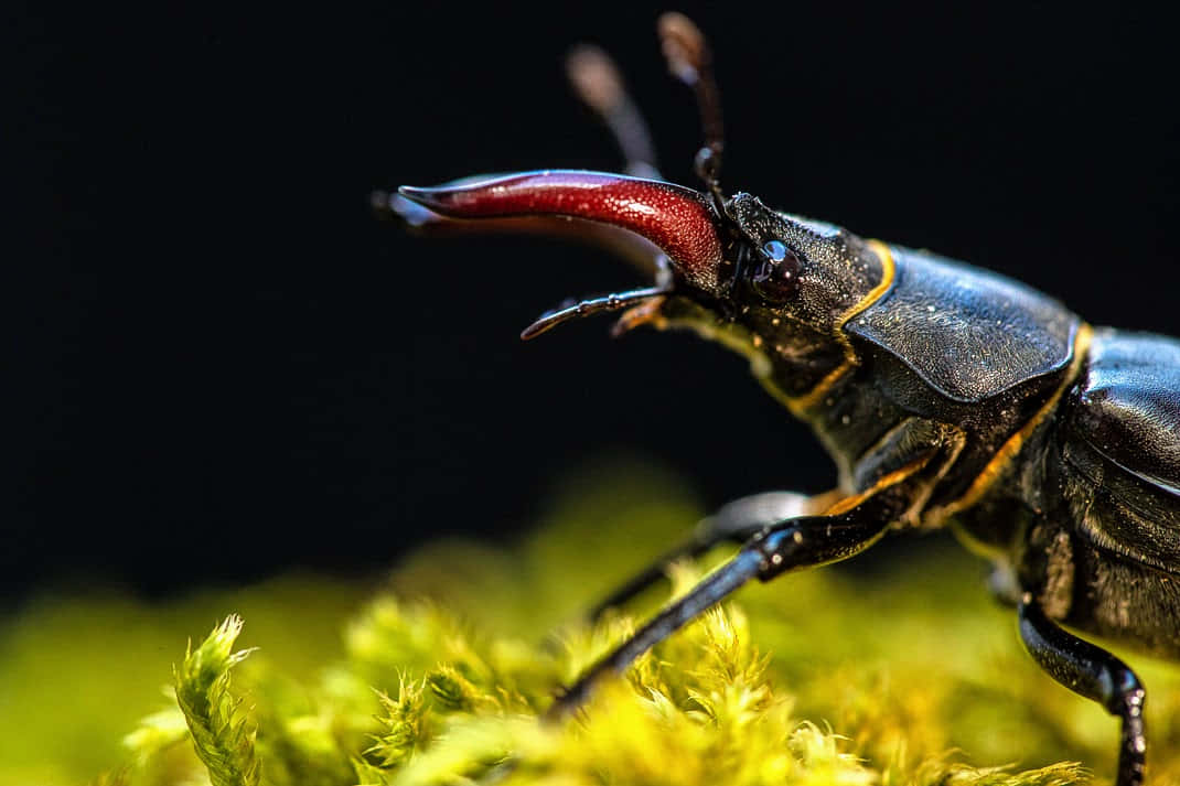 Majestic_ Stag_ Beetle_ Closeup.jpg Wallpaper