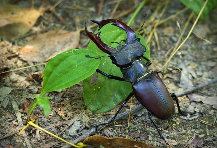 Majestic_ Stag_ Beetle_in_ Natural_ Habitat.jpg Wallpaper