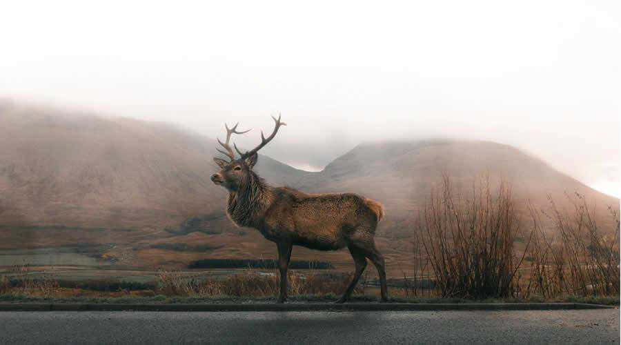 Majestic Stag In Misty Highlands.jpg Wallpaper