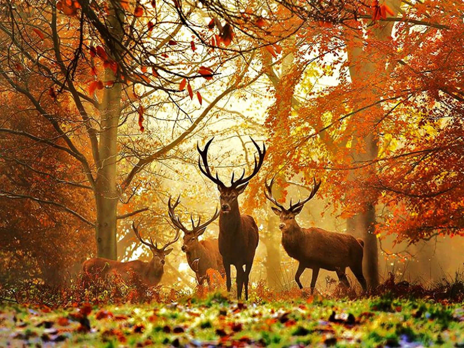 Majestic Stag Standing Atop Of A Hill Wallpaper