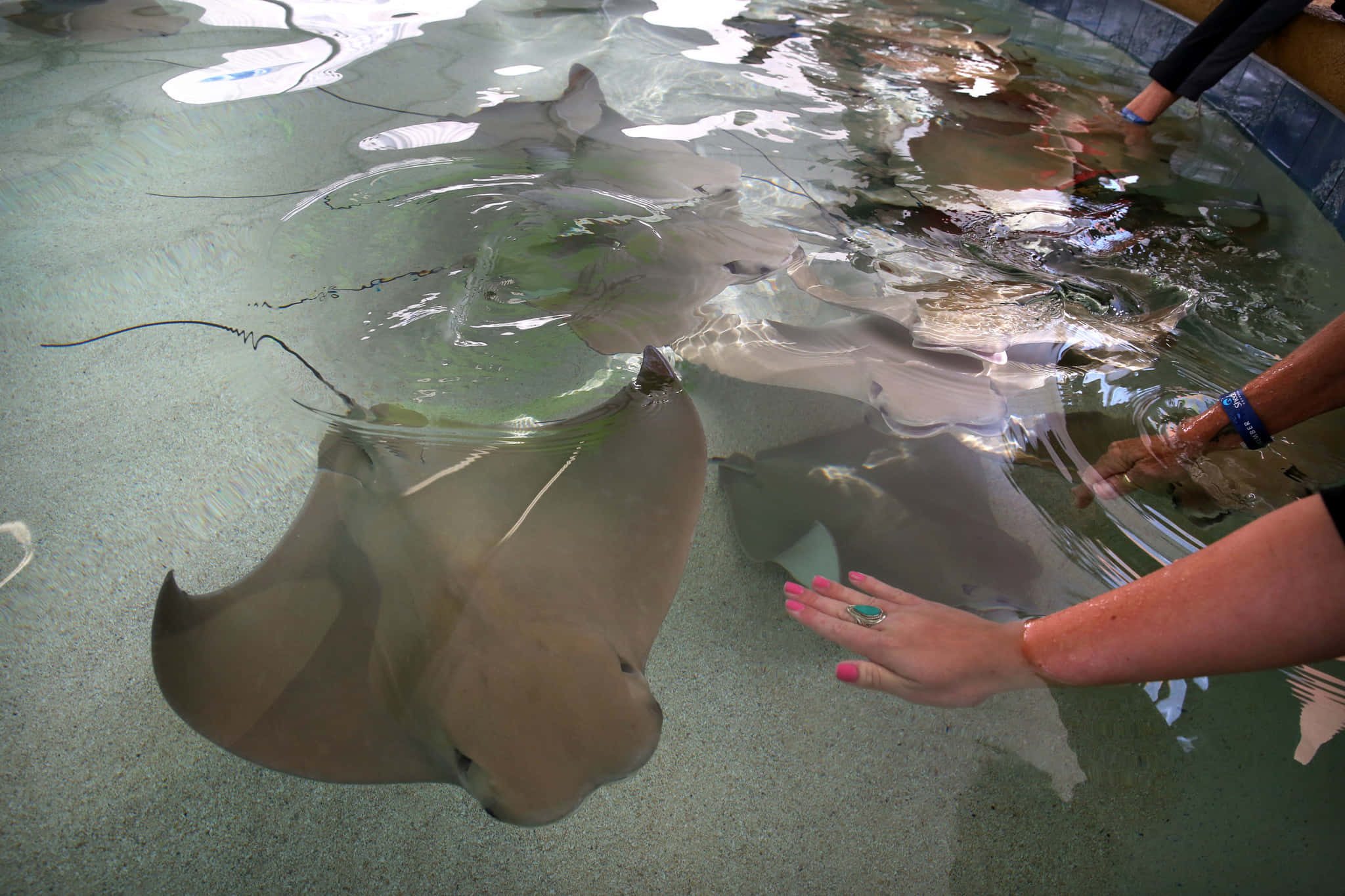 Majestic Stingray In Natural Habitat Wallpaper