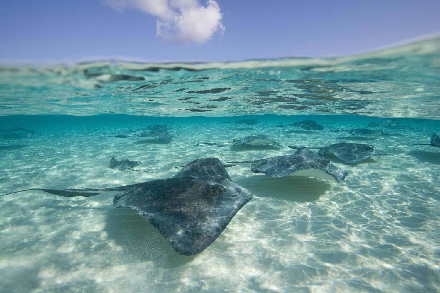 Majestic Stingray Swimming Gracefully Underwater Wallpaper